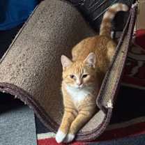 Thumbnail photo of Beastly #1