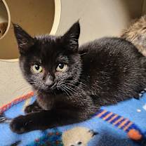 Thumbnail photo of PENNY (bonded w/Percy) #1