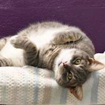 Thumbnail photo of Rambo #1