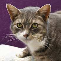 Thumbnail photo of Rambo #2