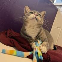 Thumbnail photo of Rambo #3