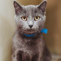 Thumbnail photo of 90073a Larry- Pounce Cat Cafe #1