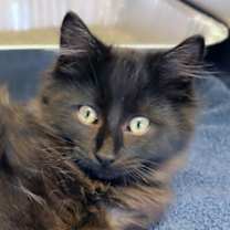 Thumbnail photo of Rhode Island Elf #1