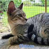 Thumbnail photo of Chance #2