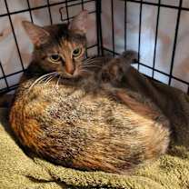 Thumbnail photo of Sparkle the cat #2