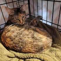 Thumbnail photo of Sparkle the cat #4