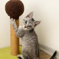 Thumbnail photo of Adopt a Cutie!!! #1