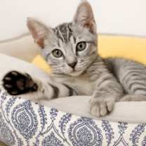 Thumbnail photo of Adopt a Cutie!!! #2