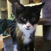 Thumbnail photo of Mica #4