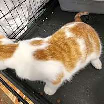 Thumbnail photo of Cheddar #3