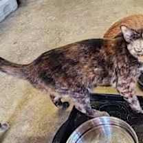 Thumbnail photo of Kasey #2