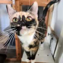 Thumbnail photo of Isabelle #2