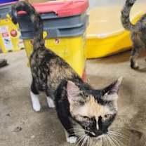 Thumbnail photo of Isabelle #3