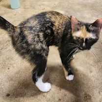 Thumbnail photo of Isabelle #4