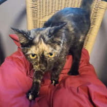 Thumbnail photo of Addison Lou #3