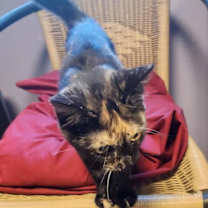 Thumbnail photo of Addison Lou #4