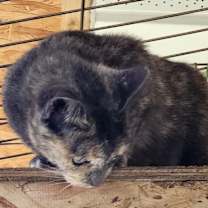 Thumbnail photo of Miracle #2