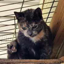 Thumbnail photo of Miracle #4