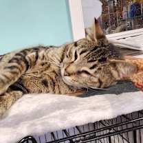 Thumbnail photo of Sammy #3