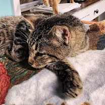 Thumbnail photo of Sammy #4