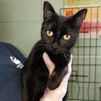 Thumbnail photo of Hot Cocoa #1