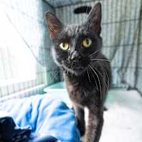 Thumbnail photo of Hot Cocoa #2