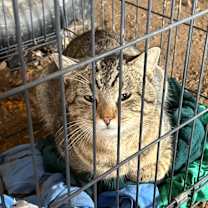 Thumbnail photo of FOUND St. Charles #2