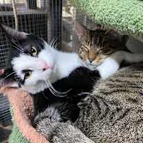 Thumbnail photo of Diamond #4