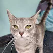 Thumbnail photo of Oceania #1