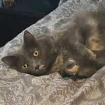 Thumbnail photo of Yzma #2