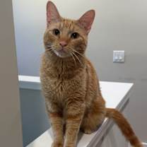 Thumbnail photo of Guppy (Gup Gup) #1