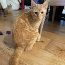 Thumbnail photo of Guppy (Gup Gup) #2