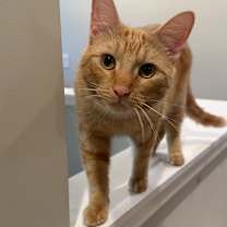 Thumbnail photo of Guppy (Gup Gup) #3