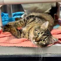 Thumbnail photo of Biscuit #1