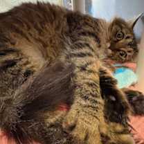 Thumbnail photo of Biscuit #2