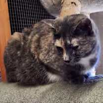 Thumbnail photo of Bobbie Sue #4