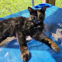 Thumbnail photo of Antoinette #2