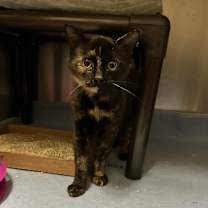 Thumbnail photo of T-Boz #2