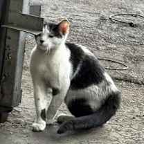 Thumbnail photo of Xena #2