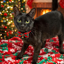 Thumbnail photo of Contadina #1