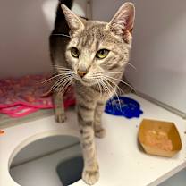 Thumbnail photo of Windsor  #1