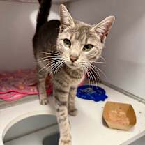 Thumbnail photo of Windsor  #2