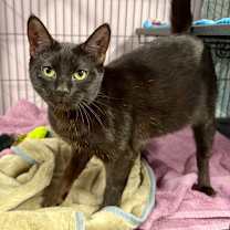 Thumbnail photo of Contadina #2