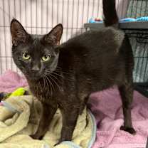 Thumbnail photo of Contadina #3