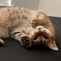 Thumbnail photo of Baby Kitty #1