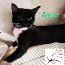 Thumbnail photo of Aster #2