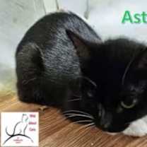 Thumbnail photo of Aster #3