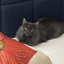 Thumbnail photo of Peep #1