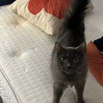 Thumbnail photo of Peep #2