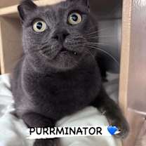 Thumbnail photo of The Purrminator #1